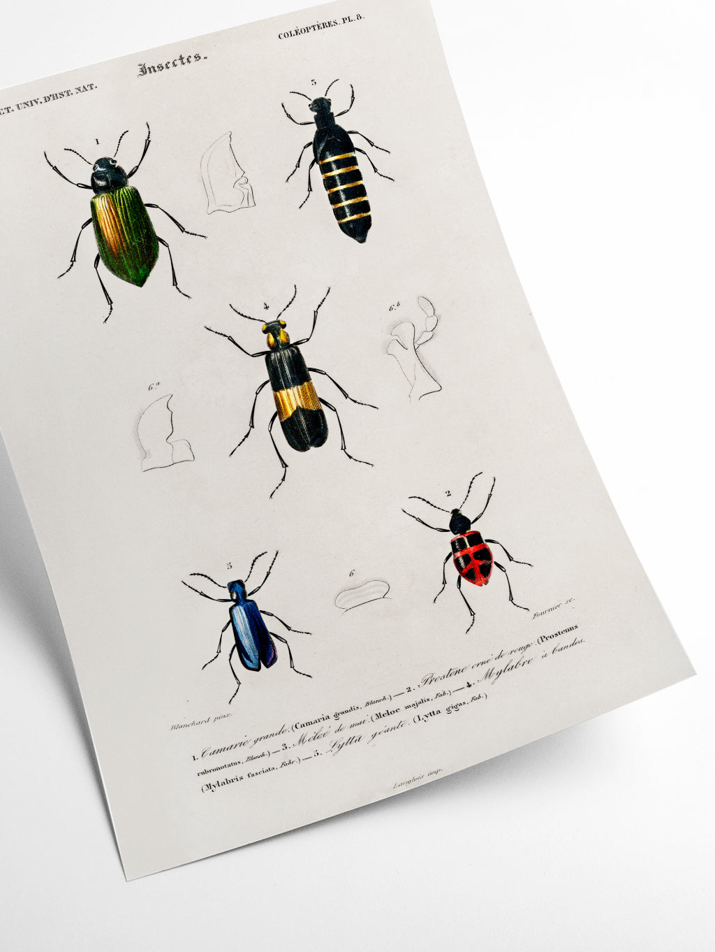 Natural History - Different types of beetles 5