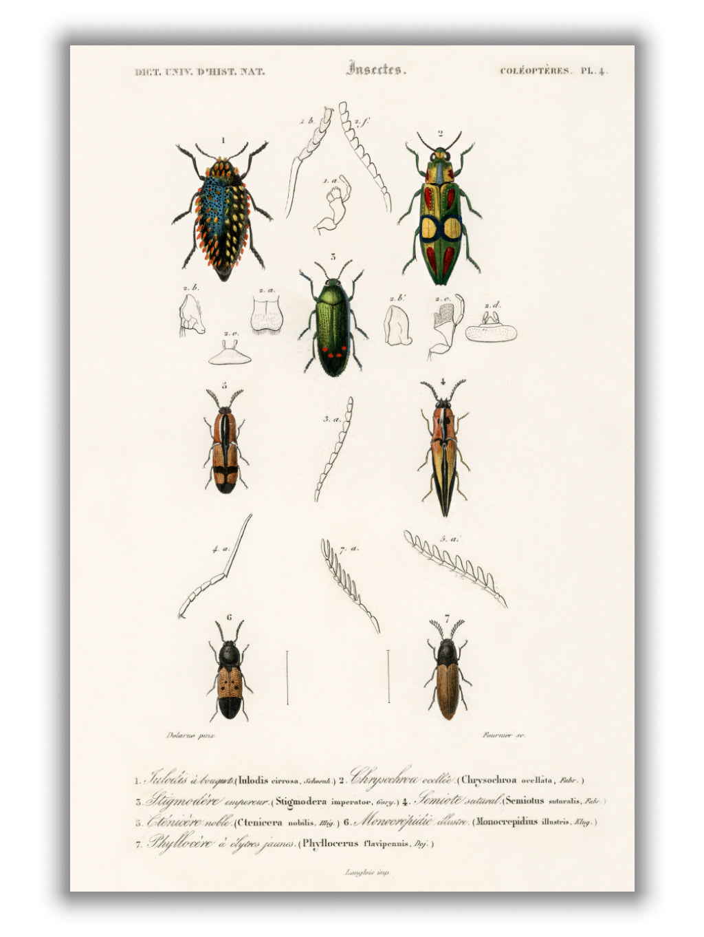 Natural History - Different types of beetles 6