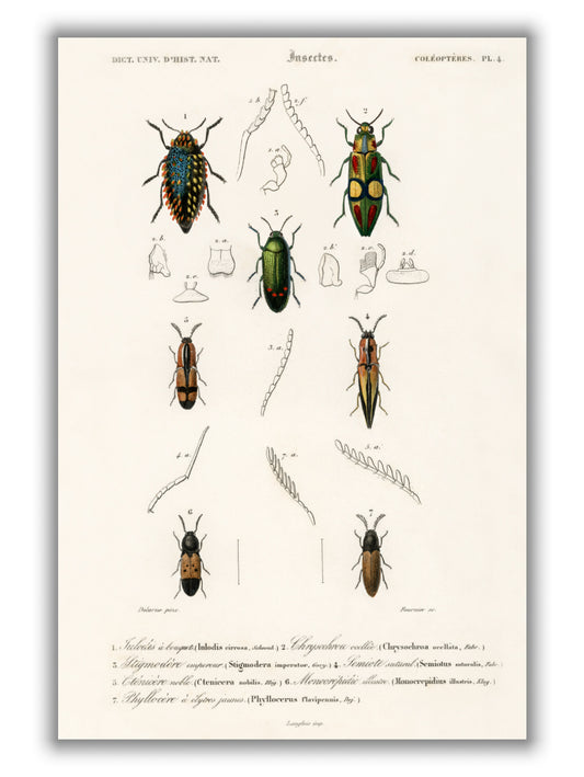 Natural History - Different types of beetles 6