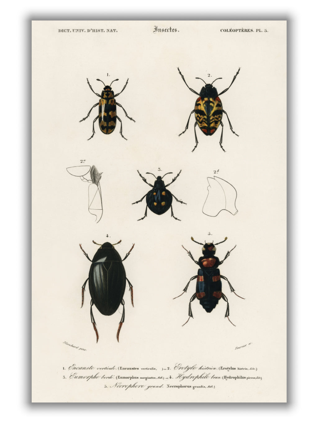 Natural History - Different types of beetles 7