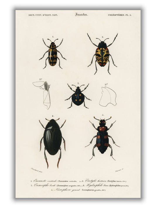 Natural History - Different types of beetles 7