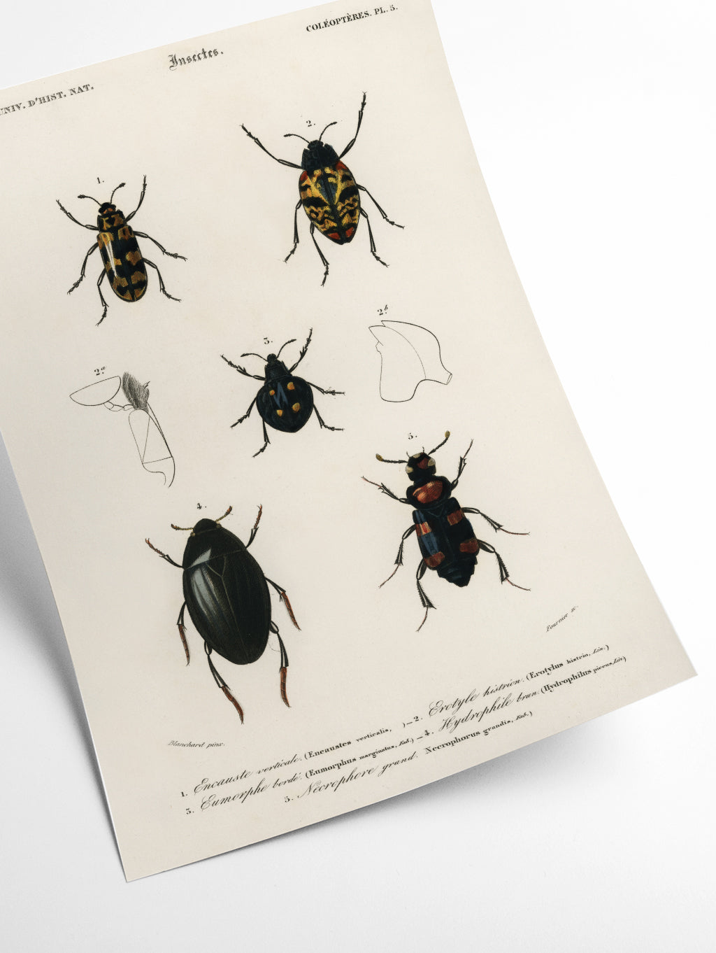Natural History - Different types of beetles 7