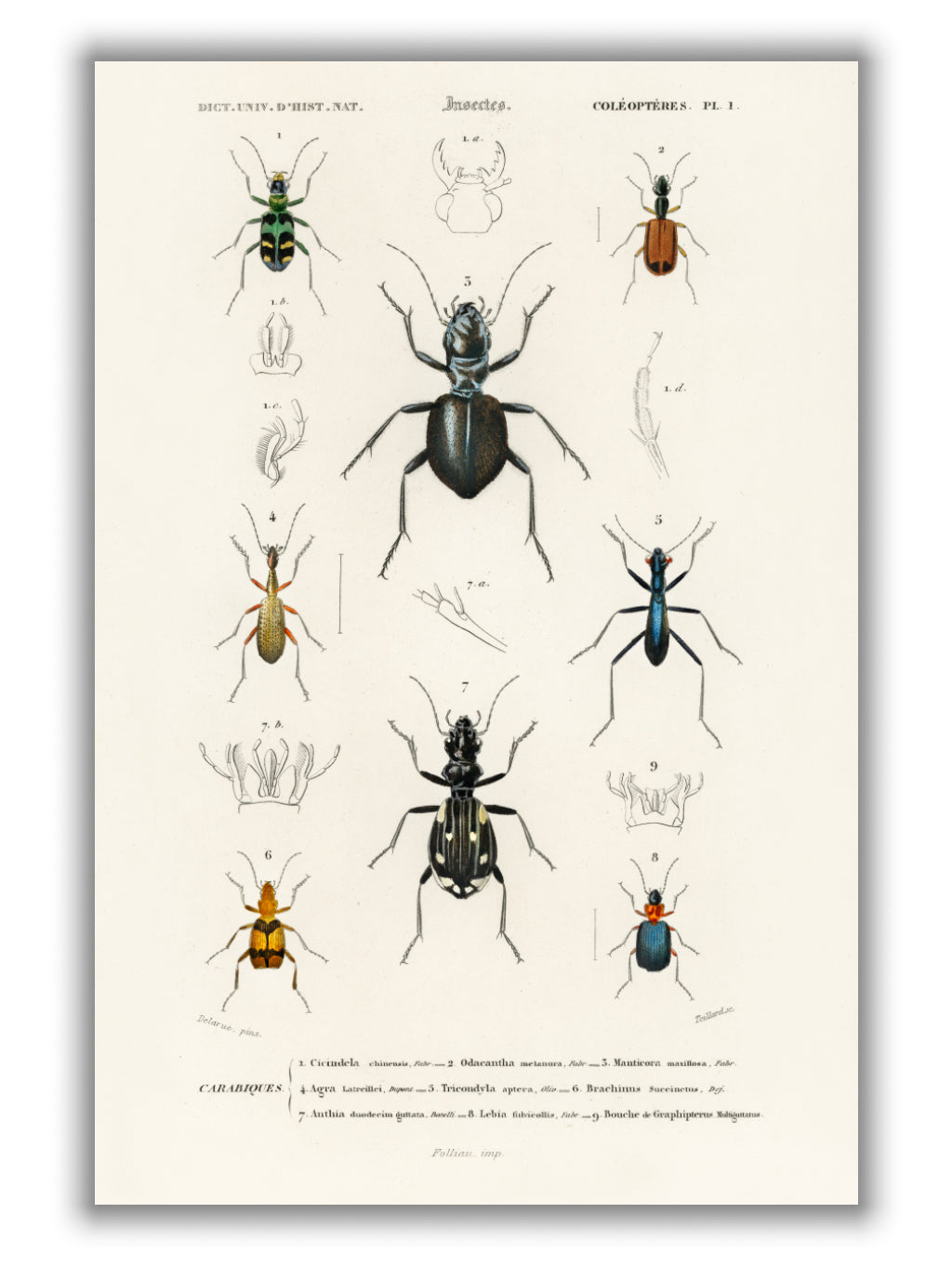 Natural History - Different types of beetles 8