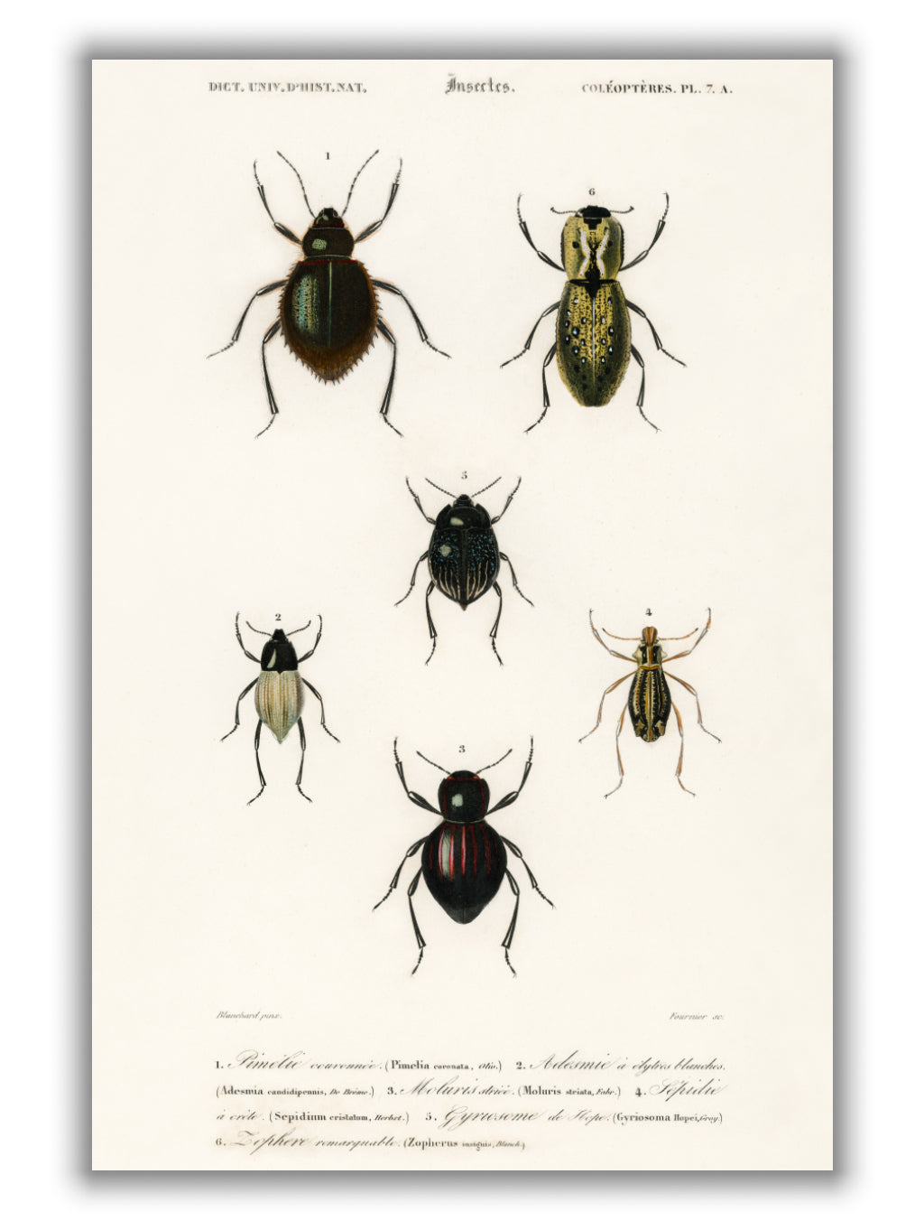 Natural History - Different types of beetles 9