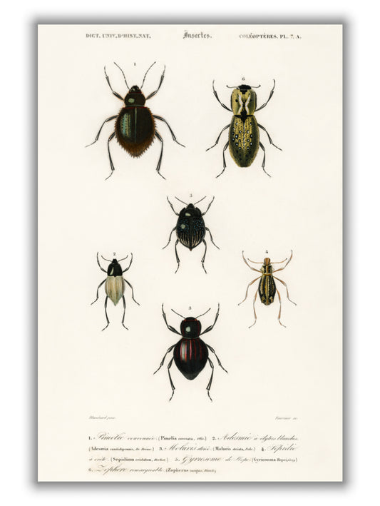 Natural History - Different types of beetles 9
