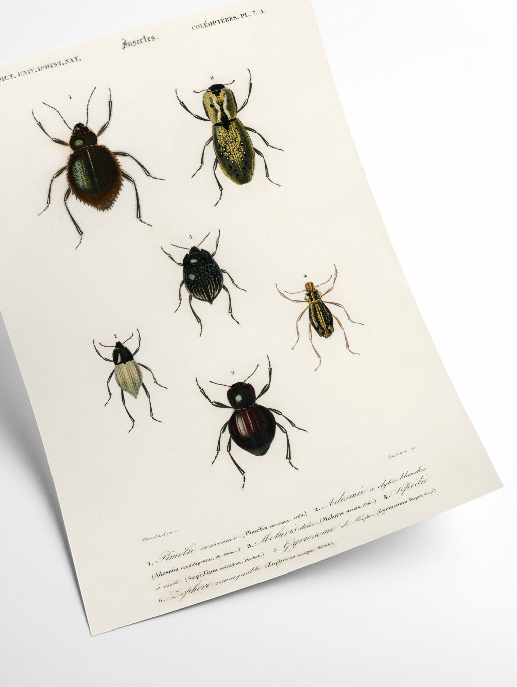 Natural History - Different types of beetles 9