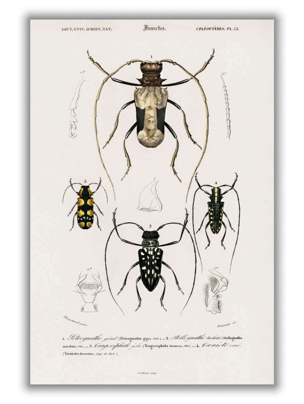 Natural History - Different types of beetles 10
