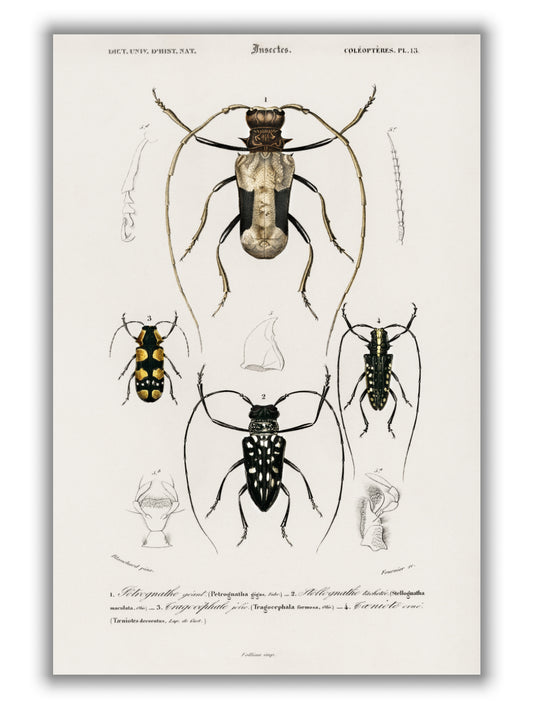 Natural History - Different types of beetles 10