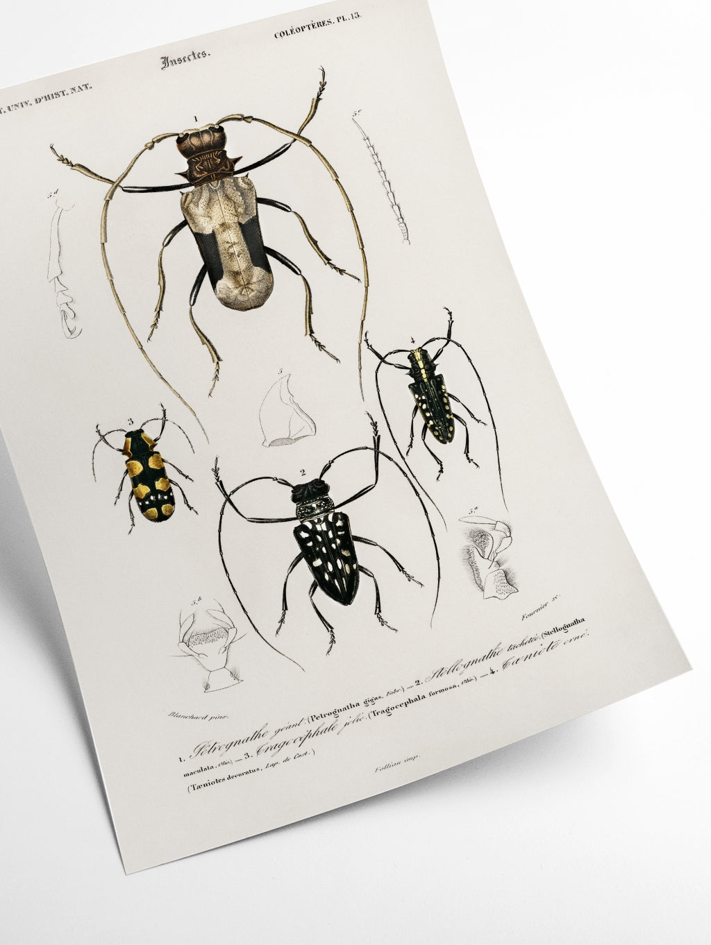 Natural History - Different types of beetles 10