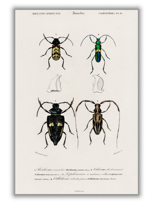 Natural History - Different types of beetles 11