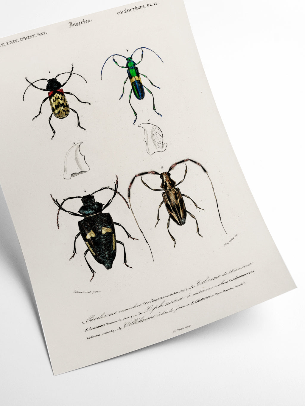 Natural History - Different types of beetles 11