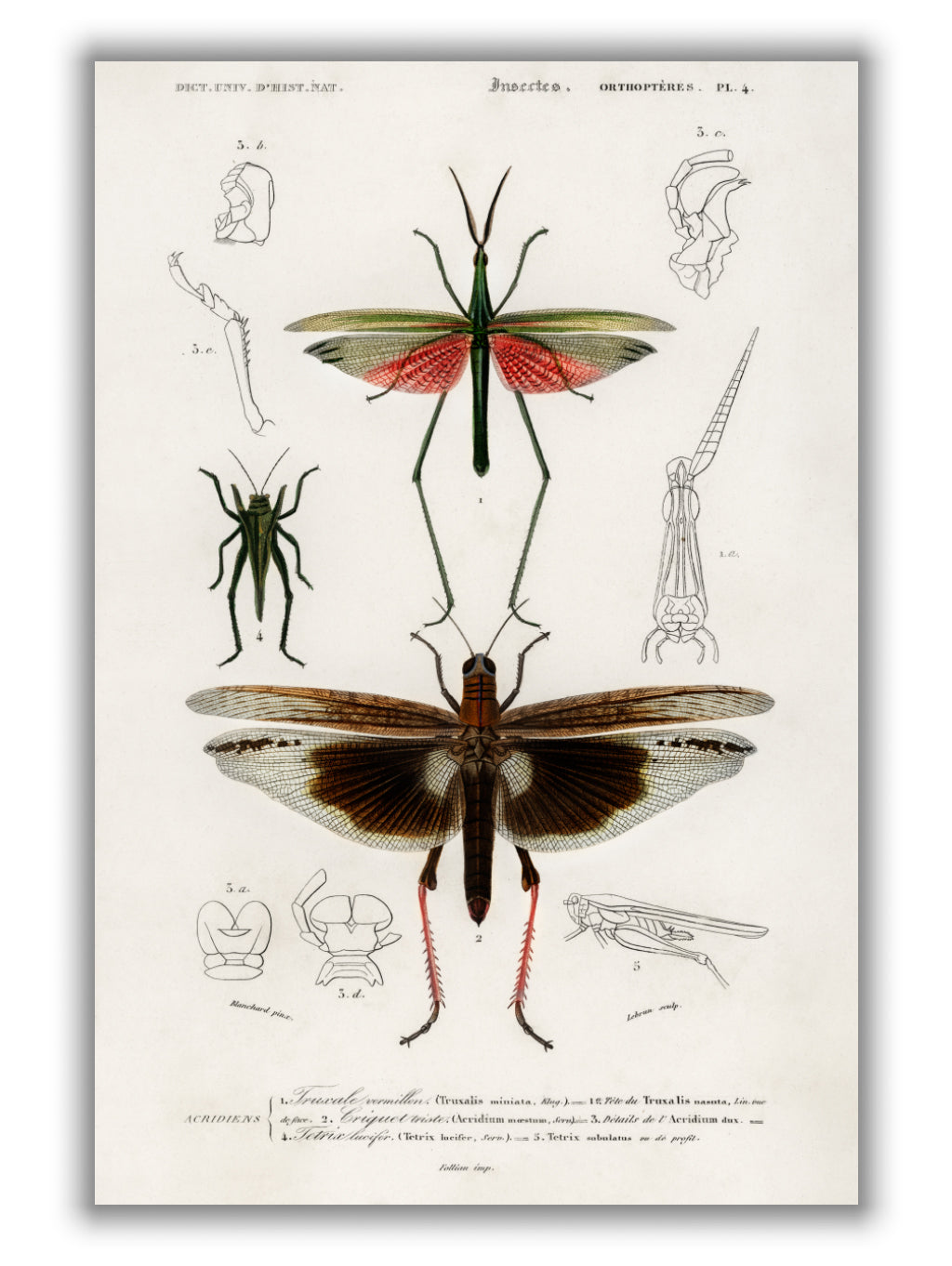 Natural History - Different types of Bugs 1