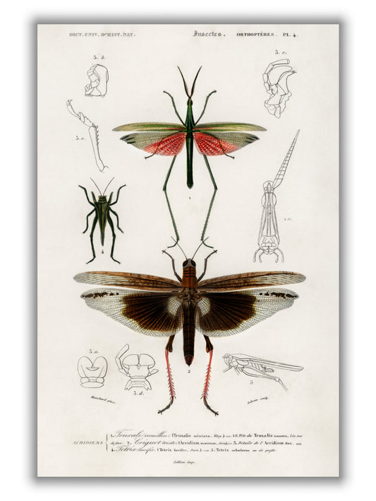 Natural History - Different types of Bugs 1