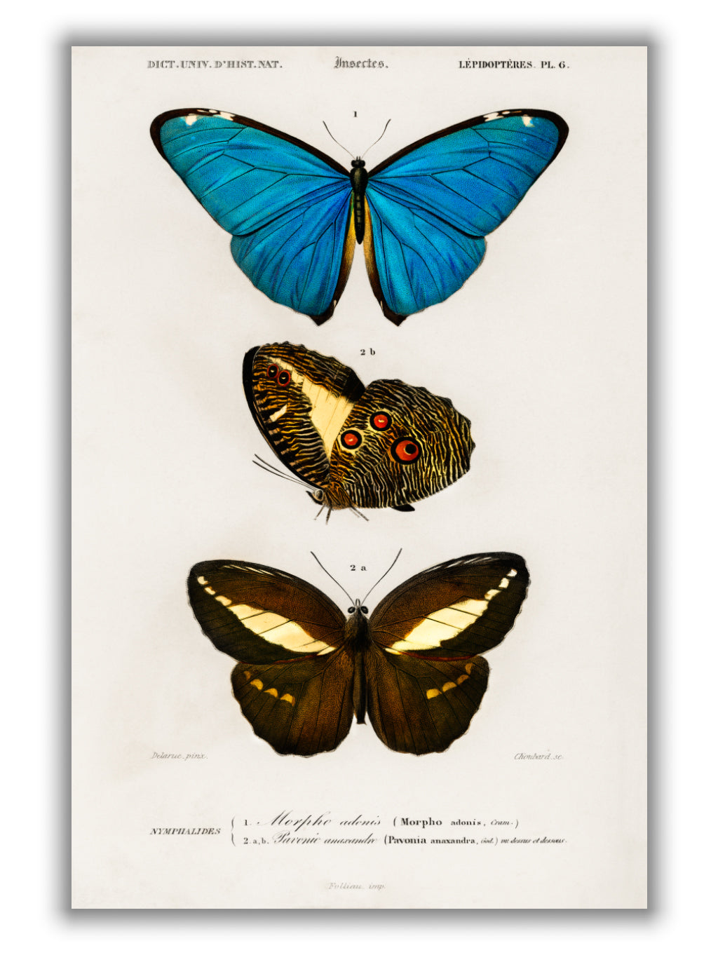 Natural History - Different types of Butterfly 1