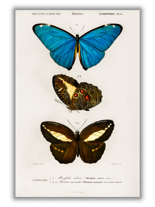 Natural History - Different types of Butterfly 1