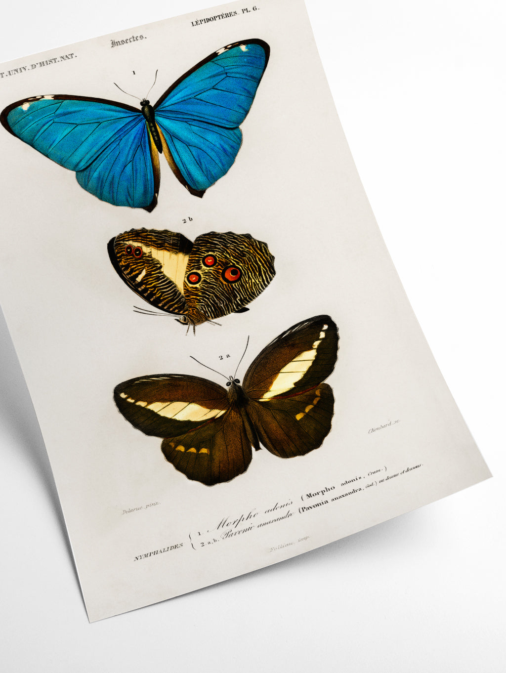 Natural History - Different types of Butterfly 1