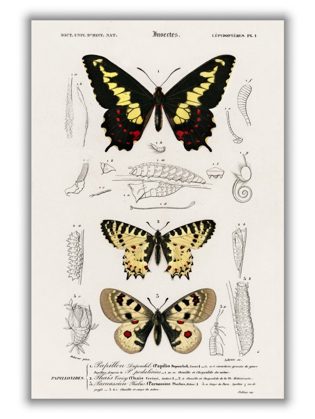 Natural History - Different types of Butterfly 2