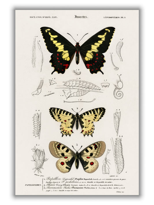 Natural History - Different types of Butterfly 2