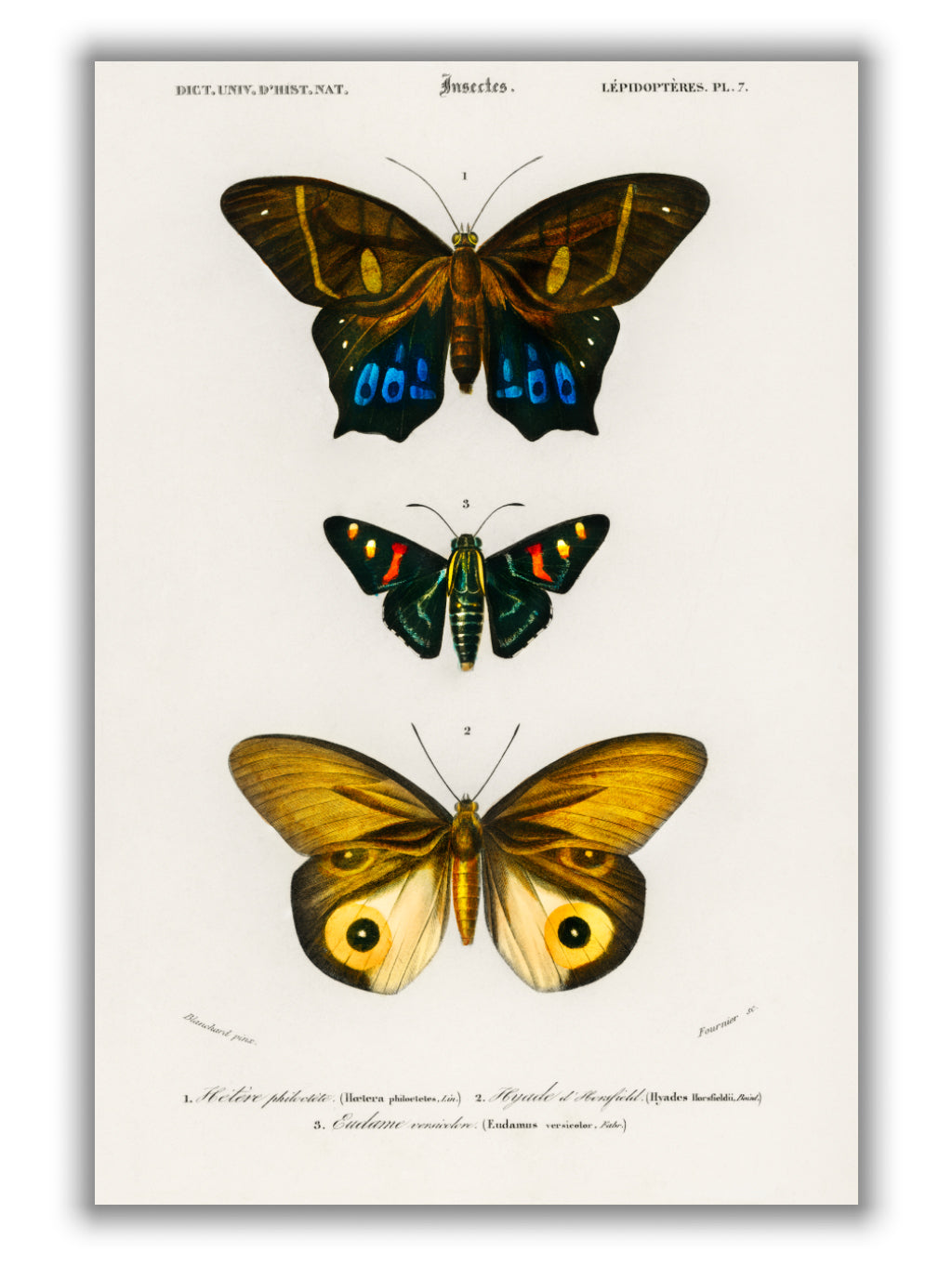 Natural History - Different types of Butterfly 3