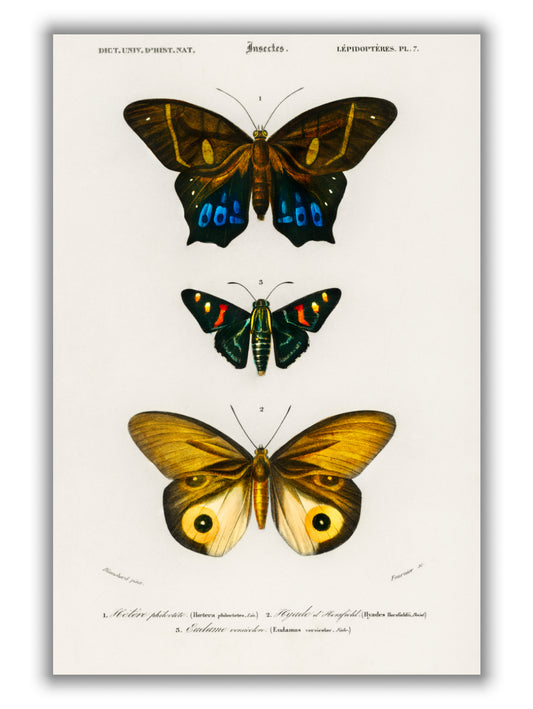 Natural History - Different types of Butterfly 3