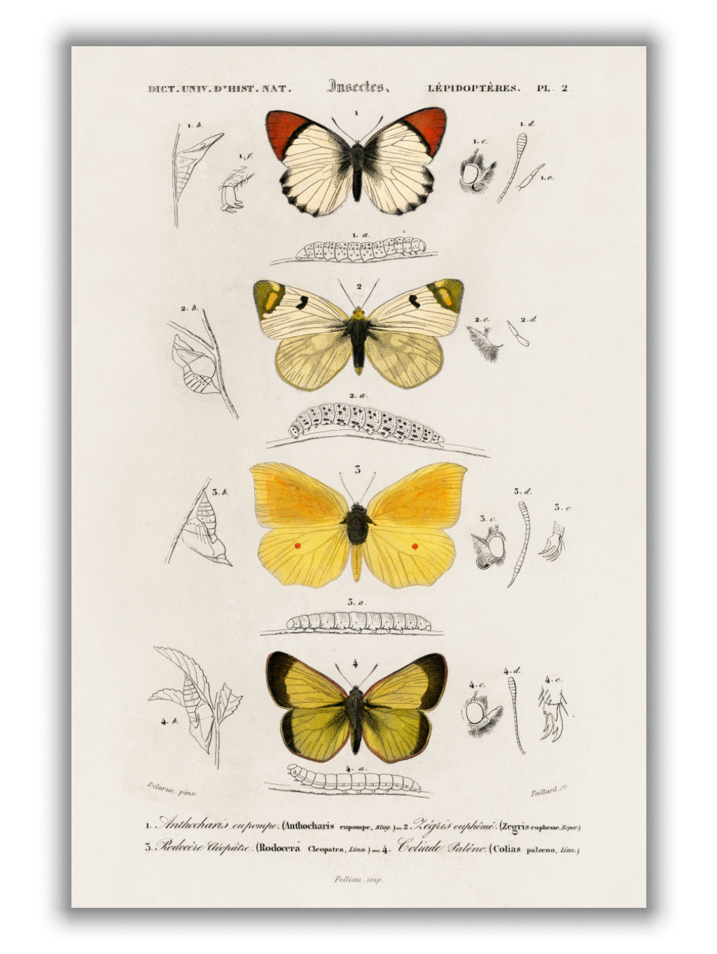 Natural History - Different types of Butterfly 4
