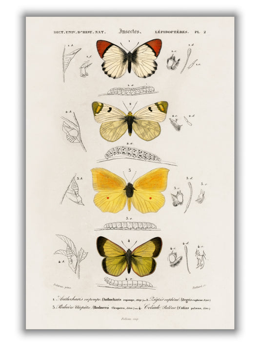 Natural History - Different types of Butterfly 4