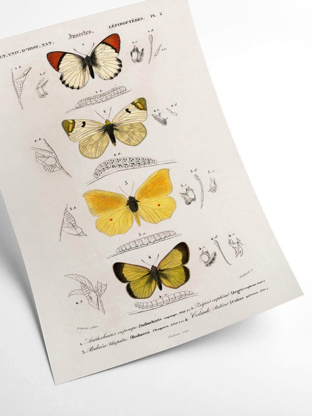 Natural History - Different types of Butterfly 4