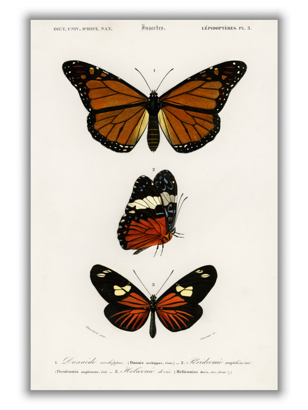 Natural History - Different types of Butterfly 5