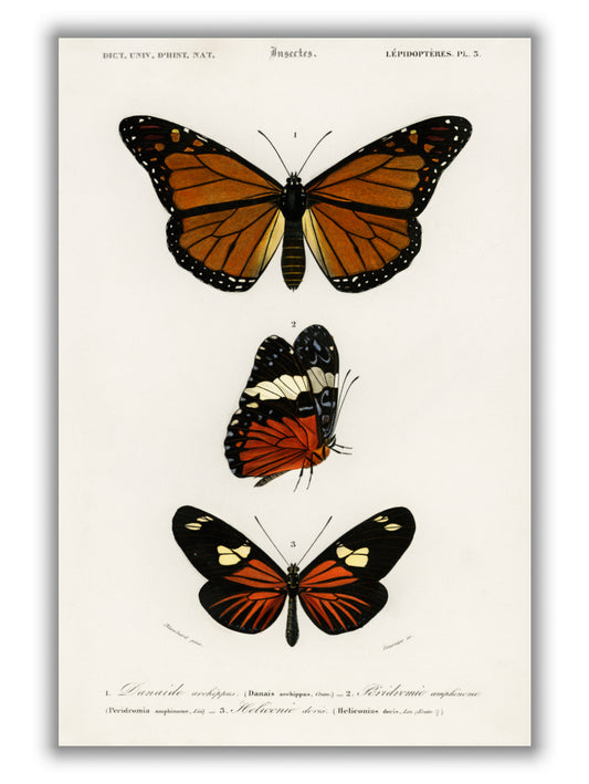 Natural History - Different types of Butterfly 5