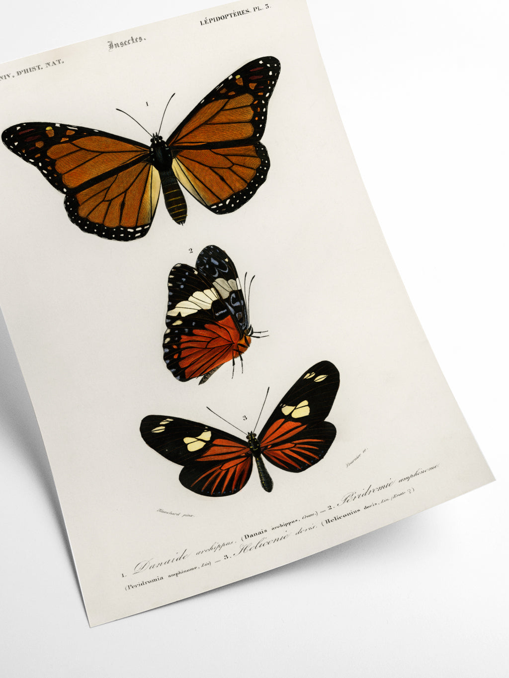Natural History - Different types of Butterfly 5