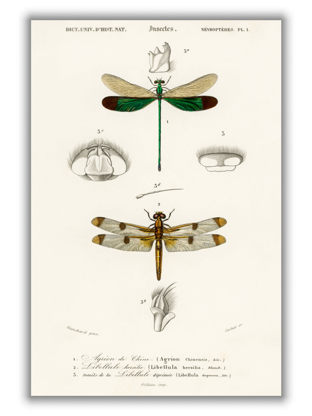 Natural History - Different types of Dragonflies
