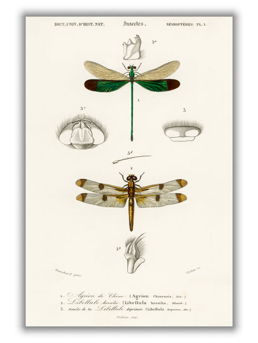 Natural History - Different types of Dragonflies