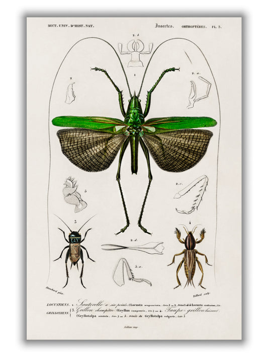 Natural History - Different types of Grasshopper