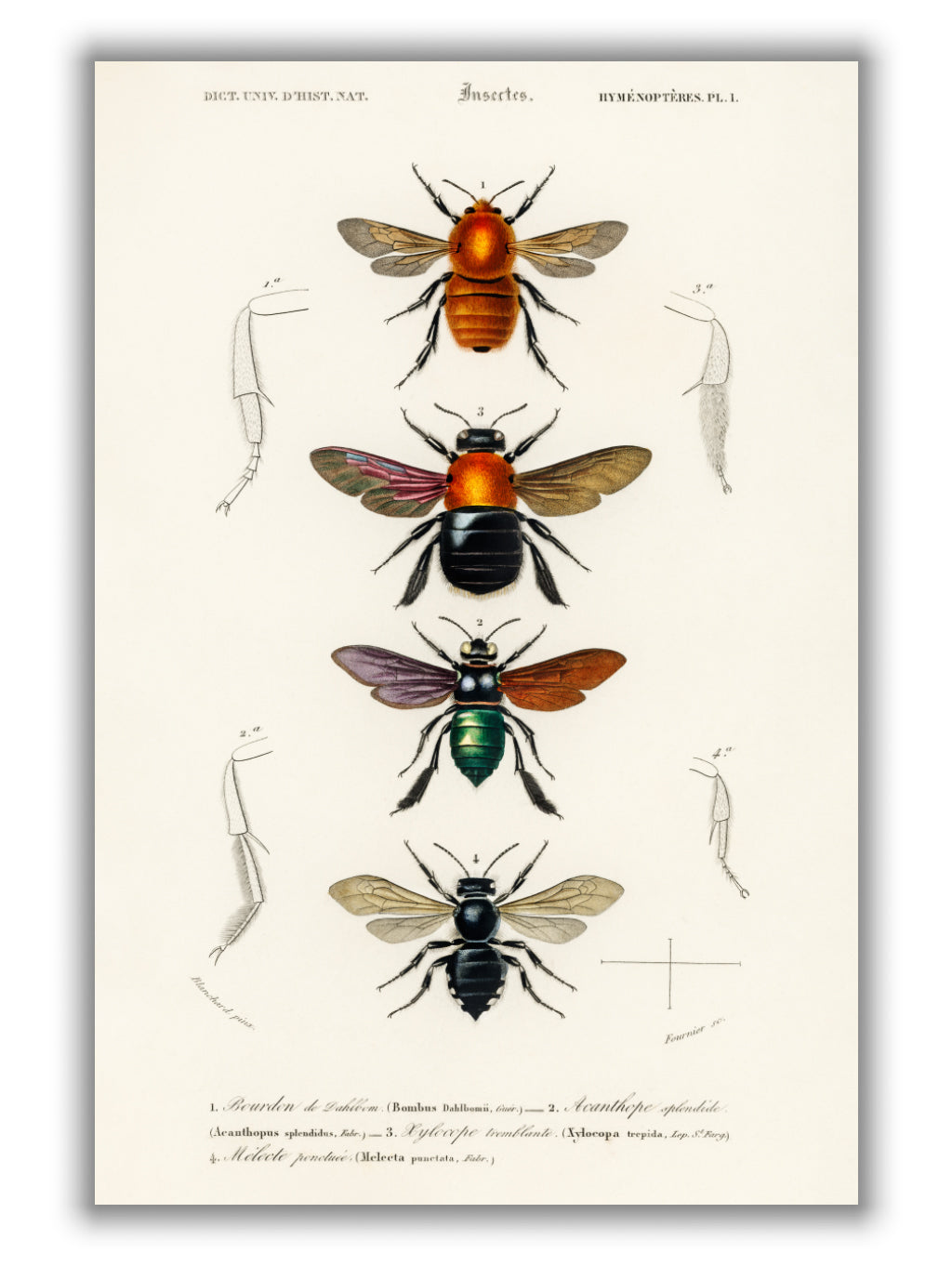 Natural History - Different types of Insects 1