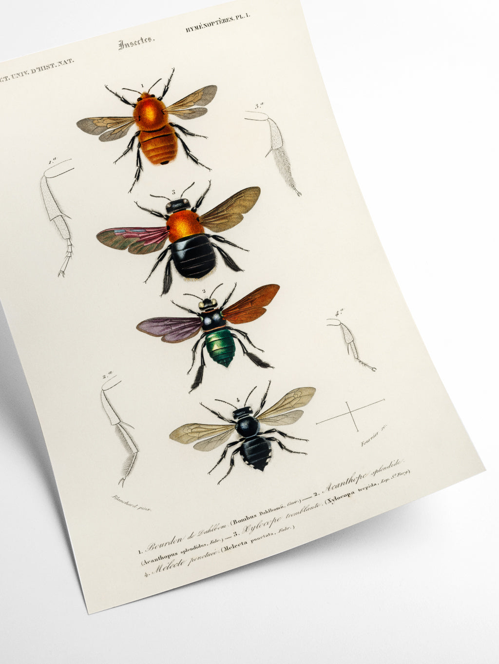 Natural History - Different types of Insects 1