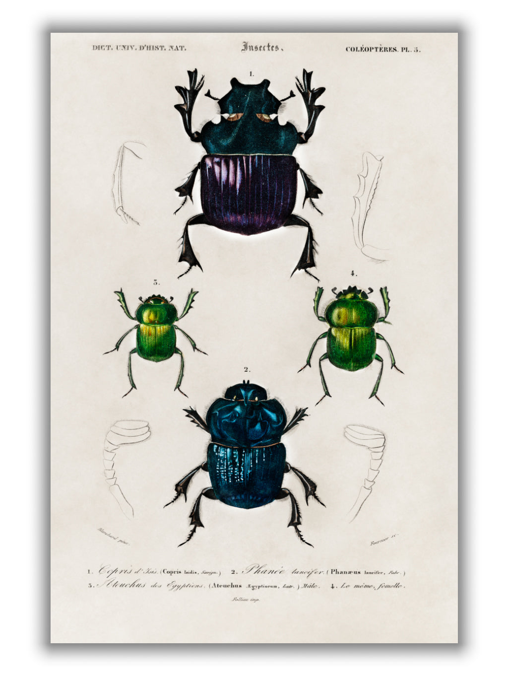 Natural History - Different types of Insects 2