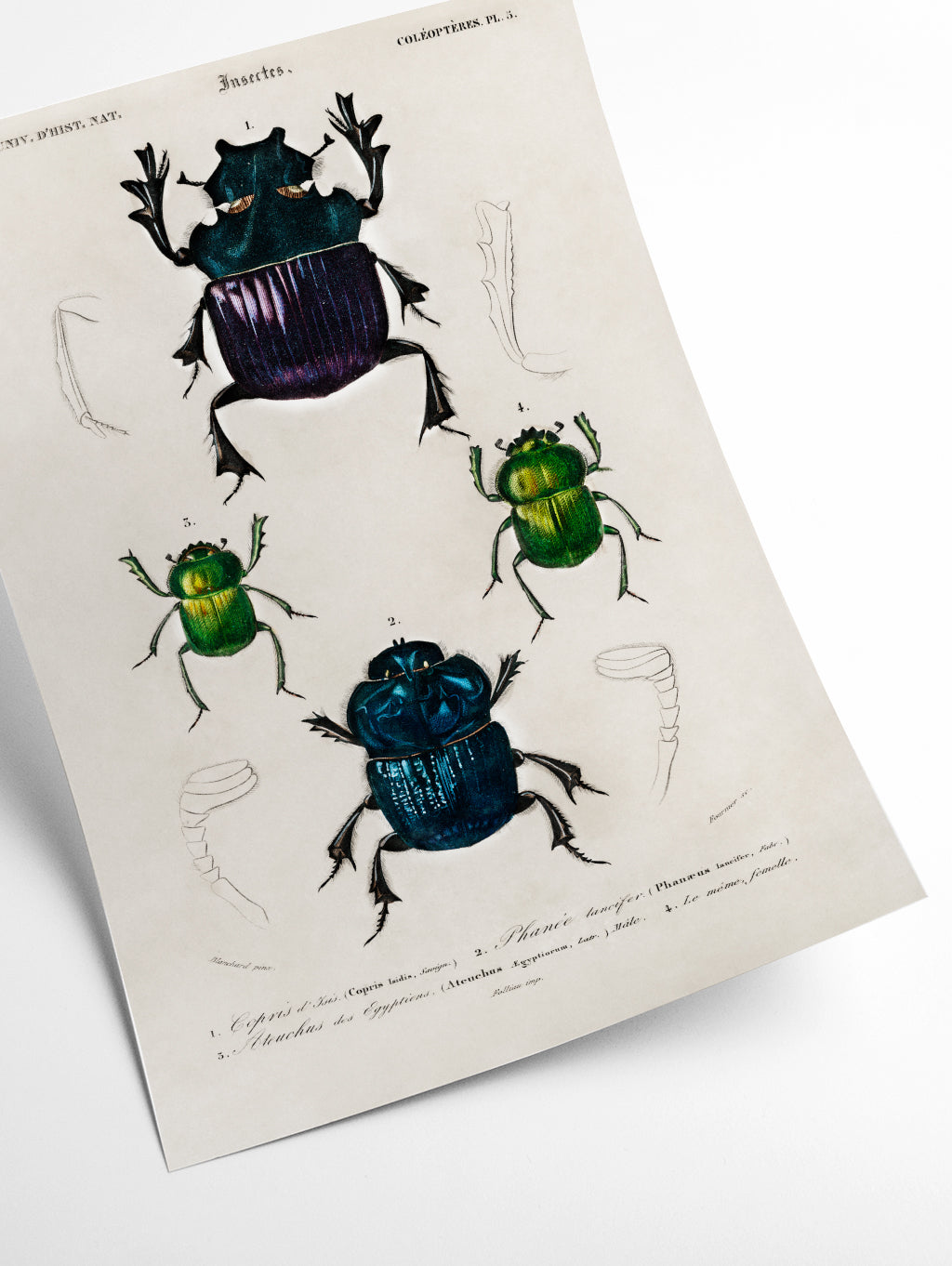 Natural History - Different types of Insects 2