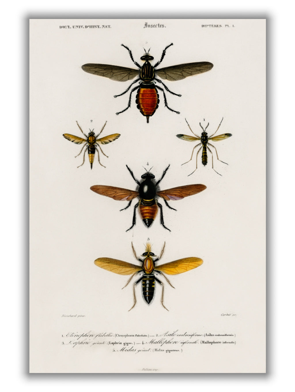 Natural History - Different types of Insects 3