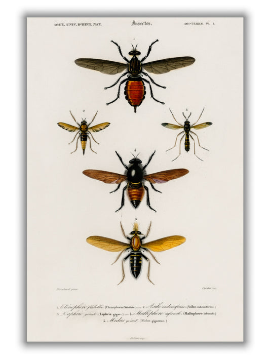 Natural History - Different types of Insects 3