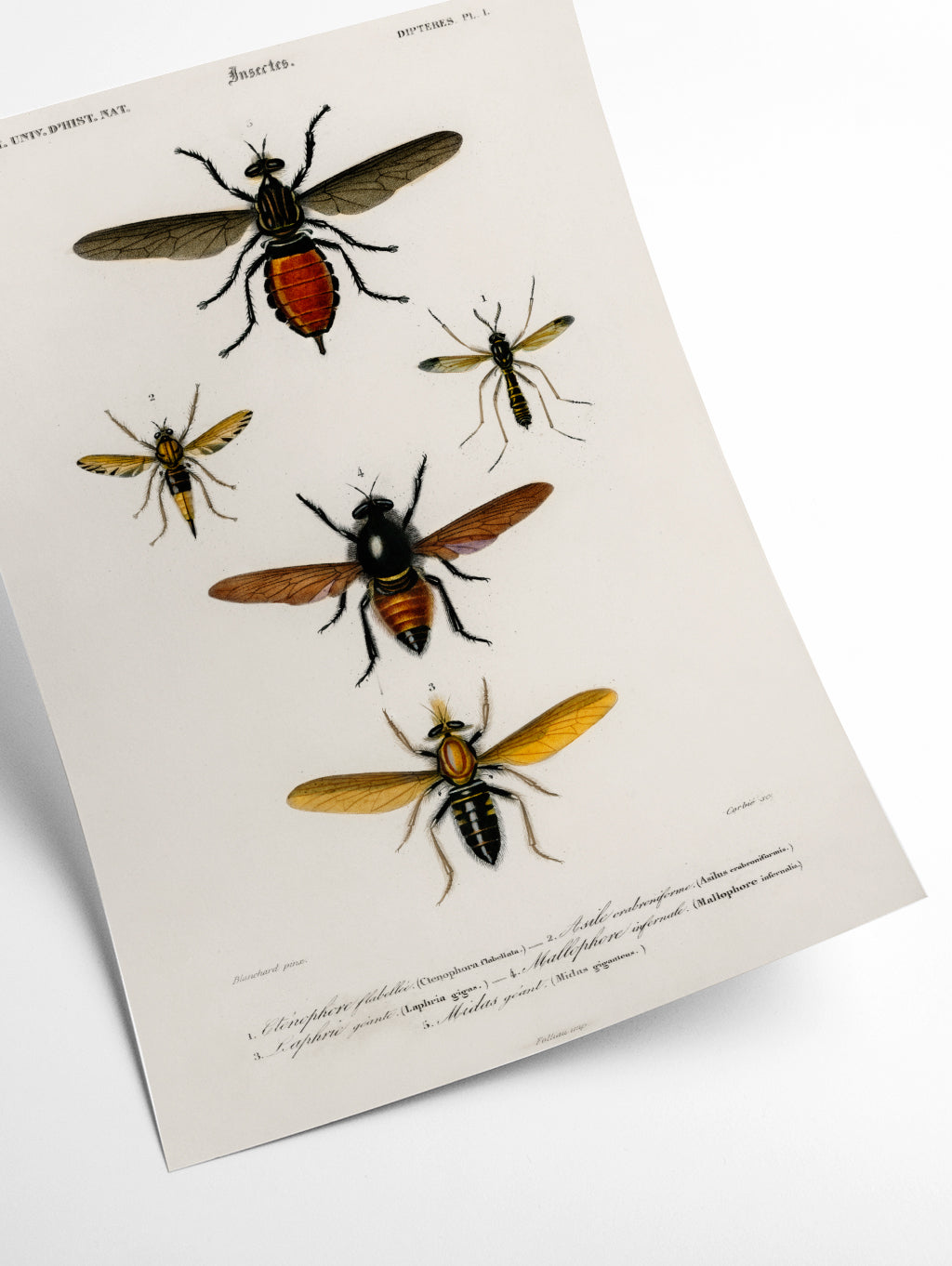 Natural History - Different types of Insects 3