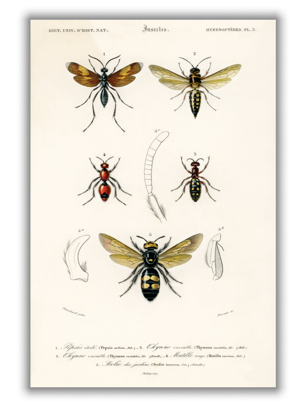 Natural History - Different types of Insects 4