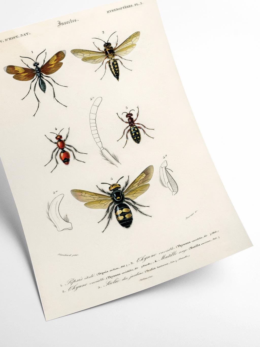 Natural History - Different types of Insects 4