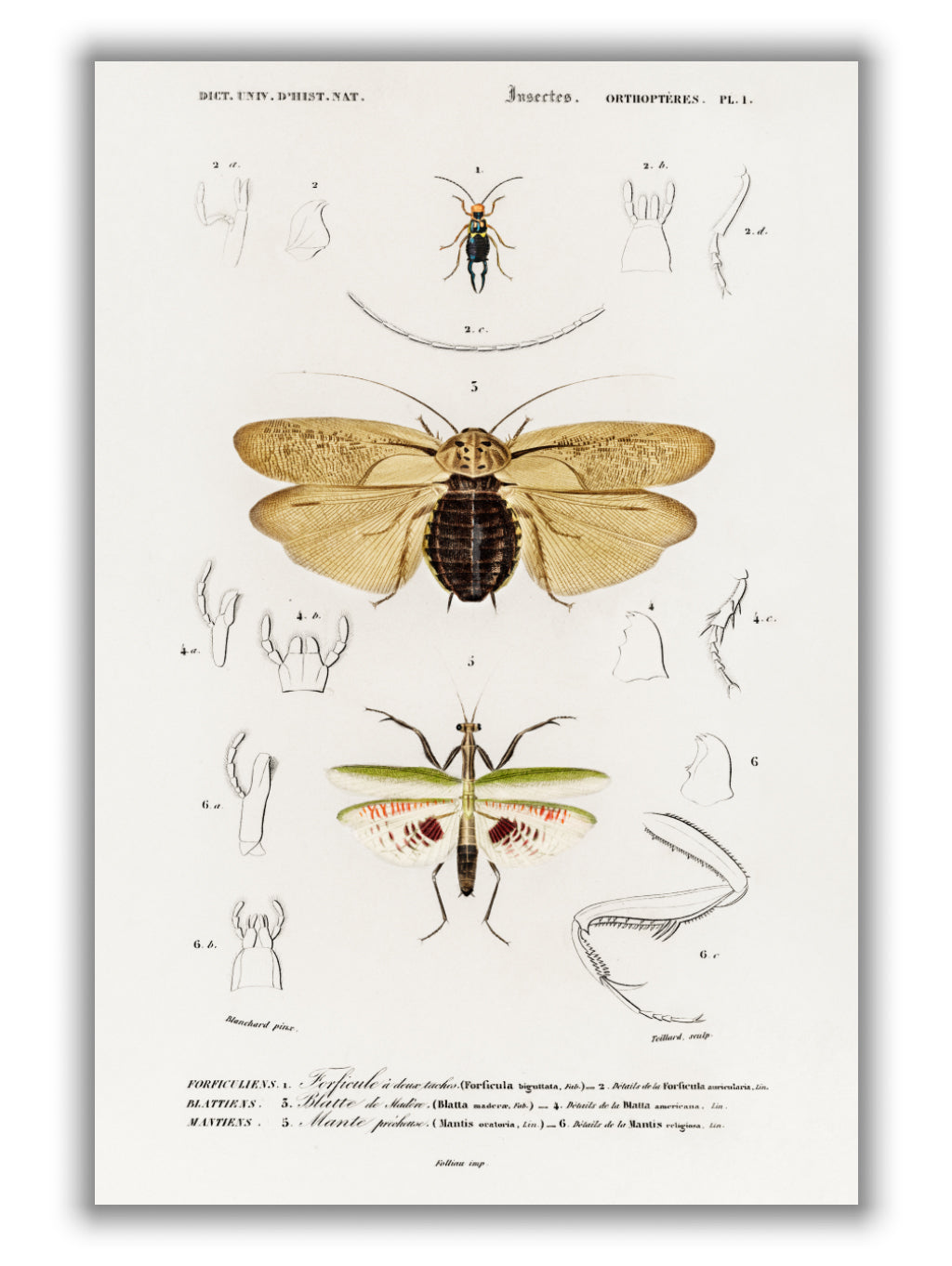 Natural History - Different types of Insects 5