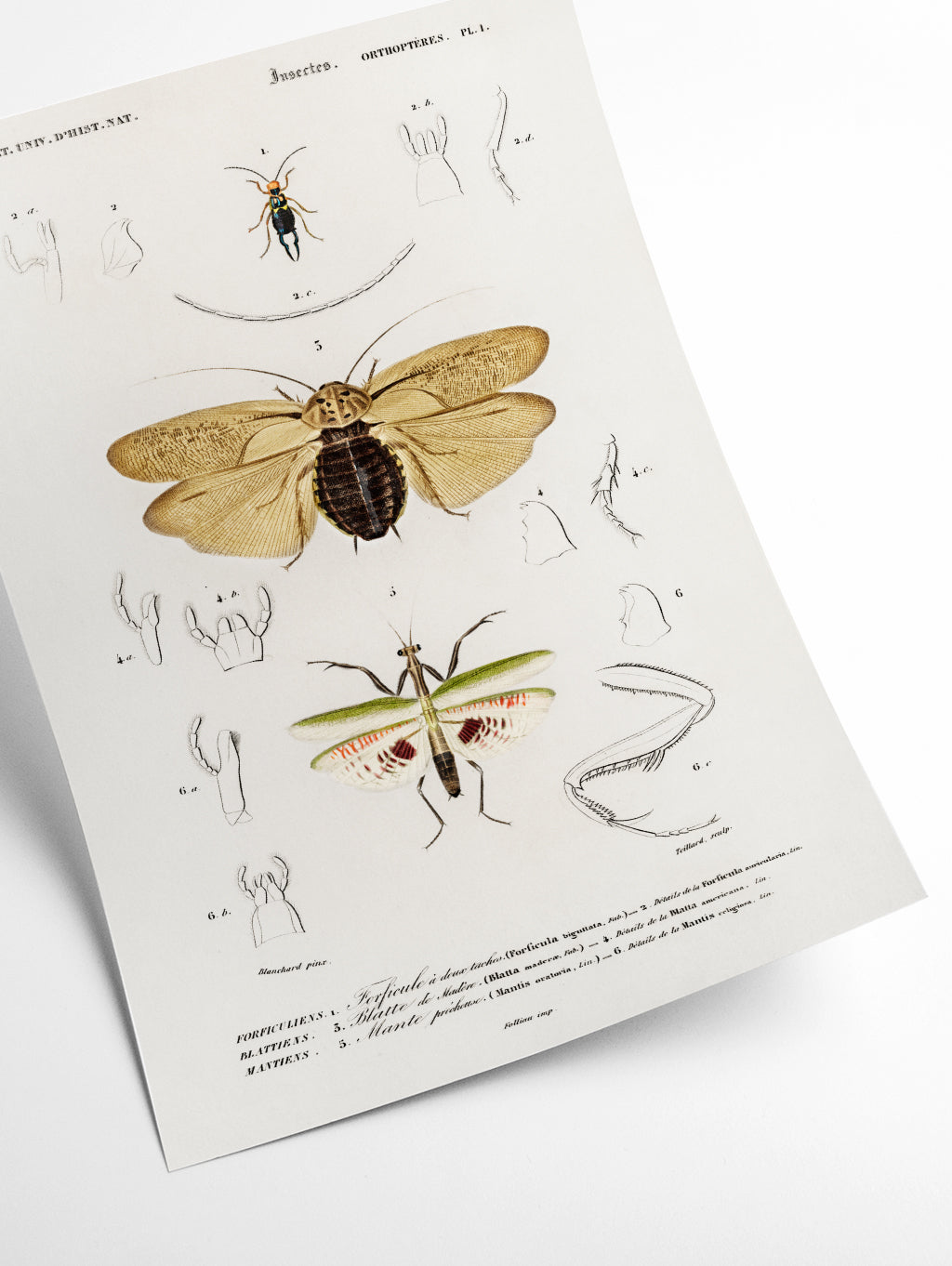 Natural History - Different types of Insects 5