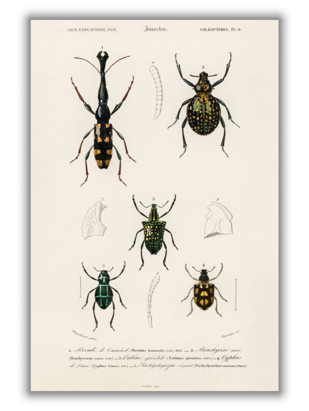 Natural History - Different types of Insects 6