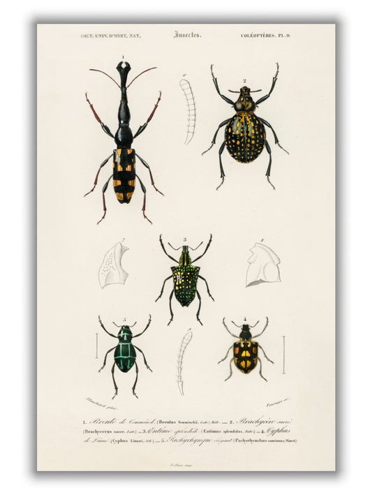 Natural History - Different types of Insects 6