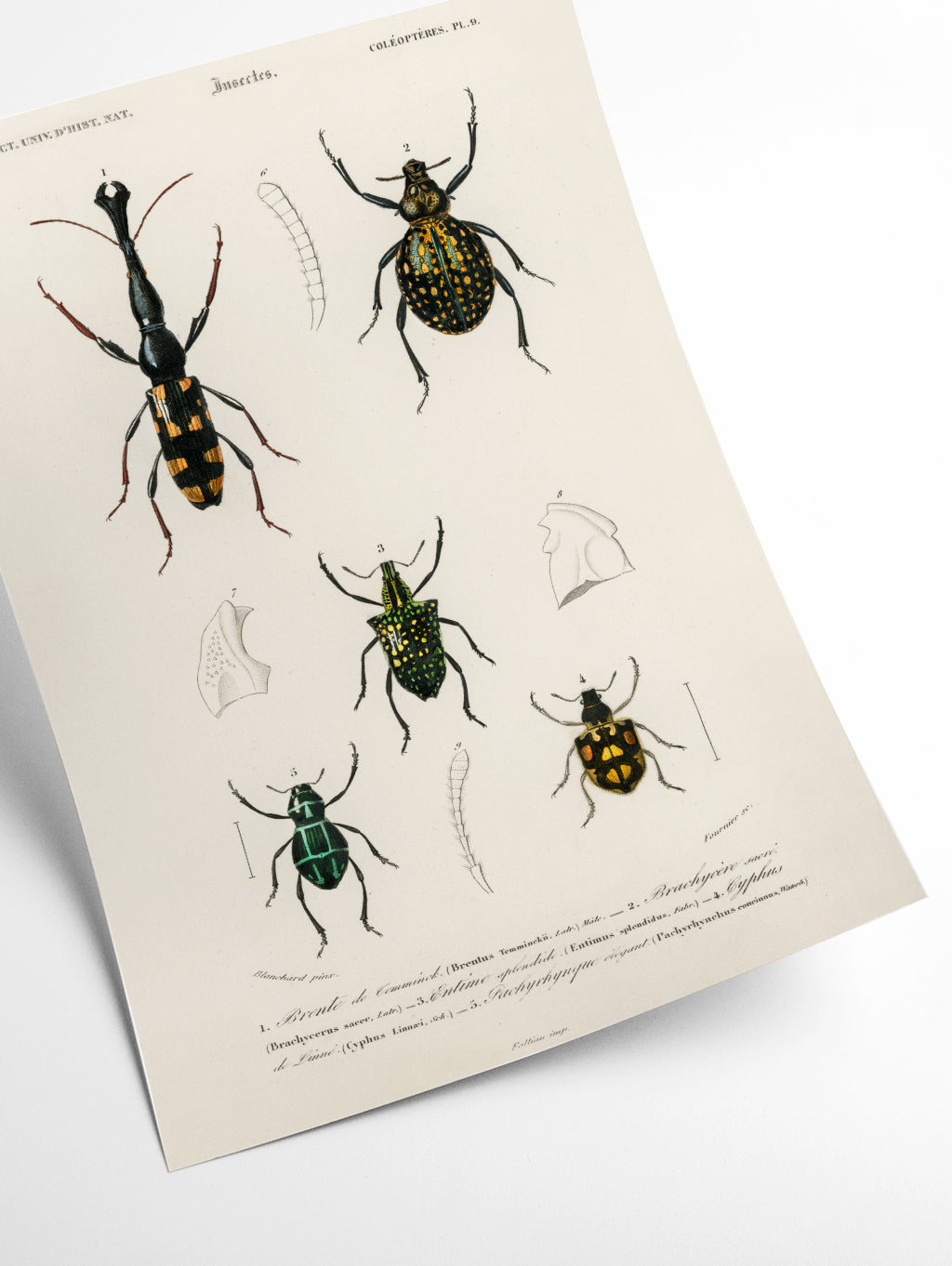 Natural History - Different types of Insects 6