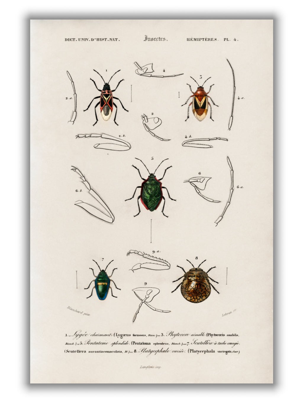 Natural History - Different types of Insects 7