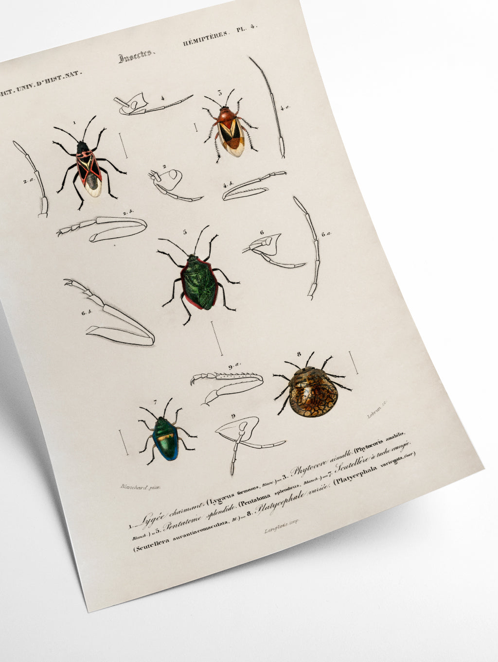 Natural History - Different types of Insects 7