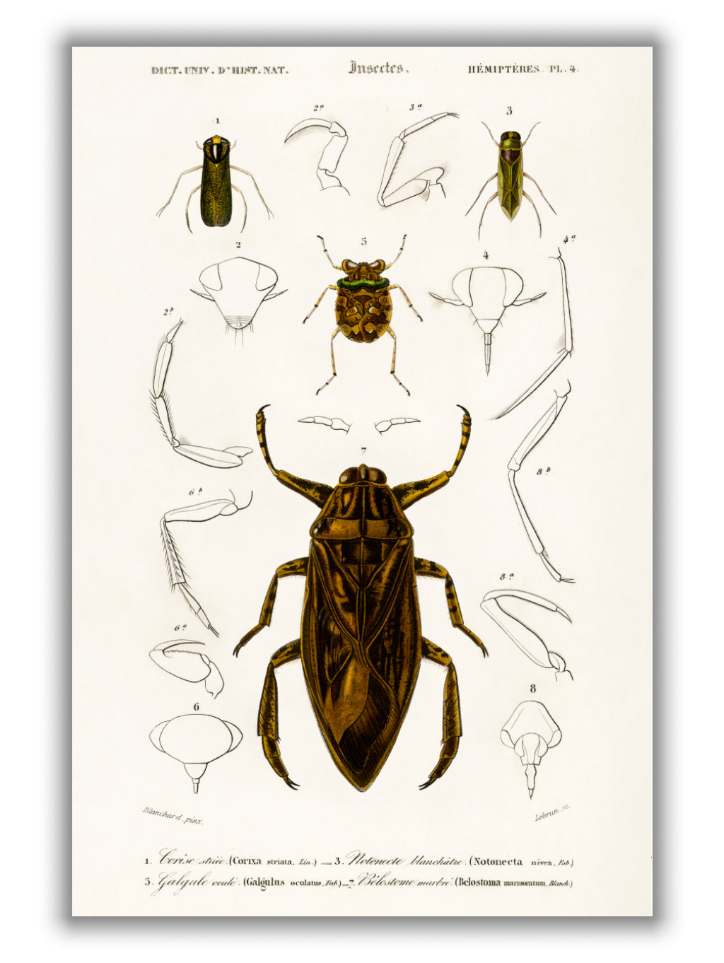 Natural History - Different types of Insects 8